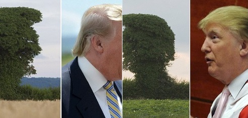 ДеревоТрамп: в британском пригороде Херефорд фотограф Джон Роулей нашел дерево, похожее на кандидата в президенты США Дональда Трампа