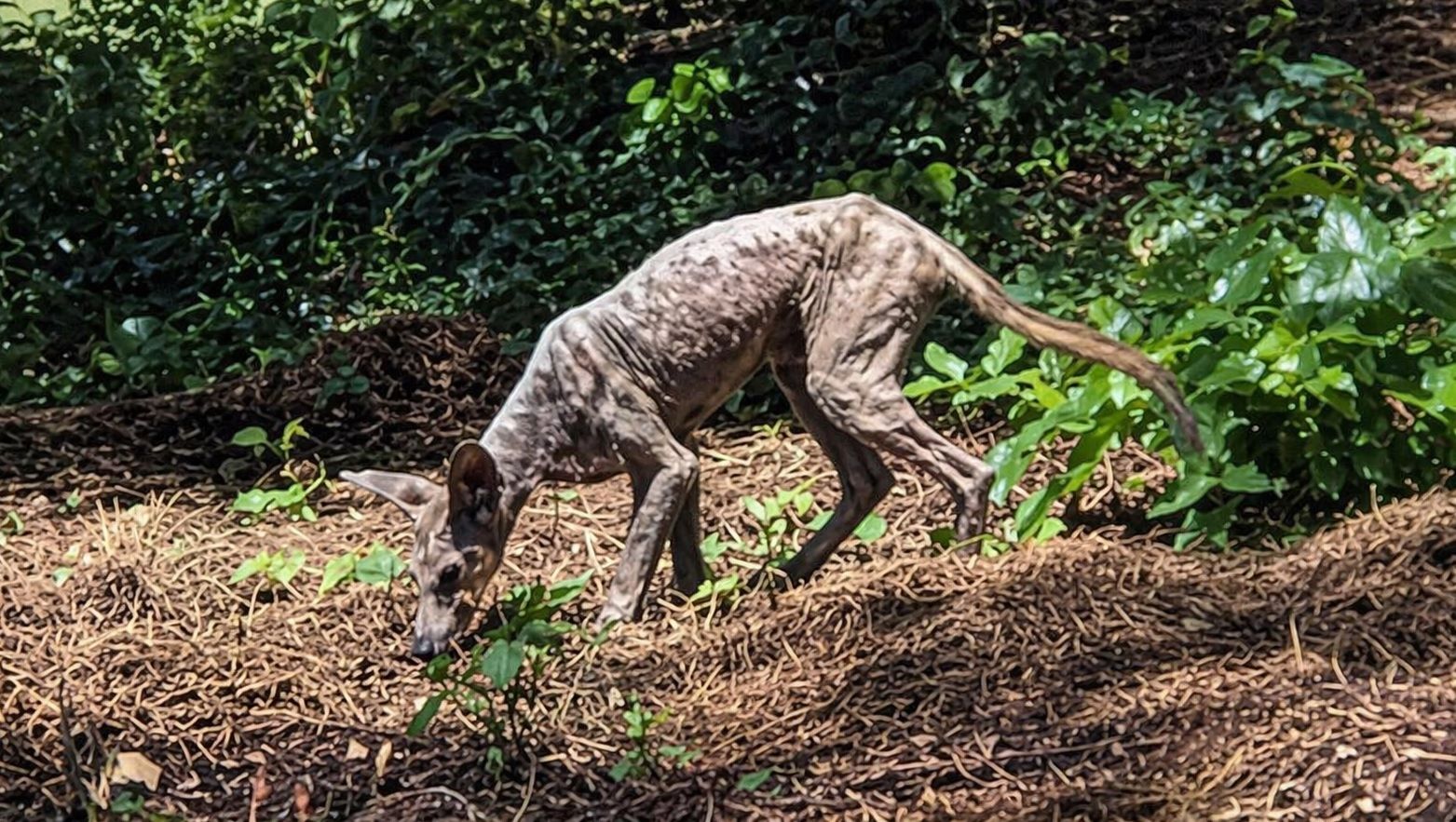 На Западе Украины из леса вышло странное животное: Сеть говорит, что на видео "чупакабра"