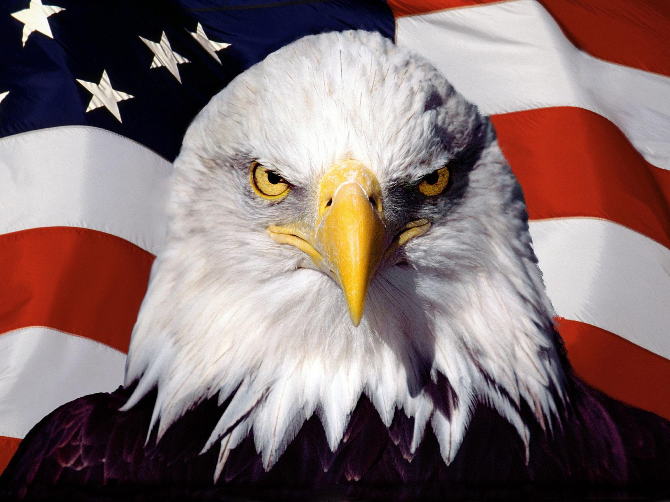 Звук орла америка. Американский белоголовый Орлан. Белоголовый Орлан символ США. Орел символ США. Символ США птица.