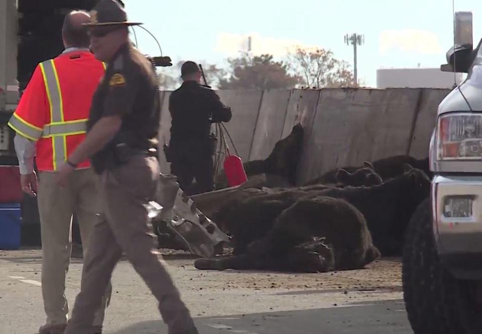 Коровы, выпавшие из грузовика, стали причиной масштабного ДТП в США - кадры