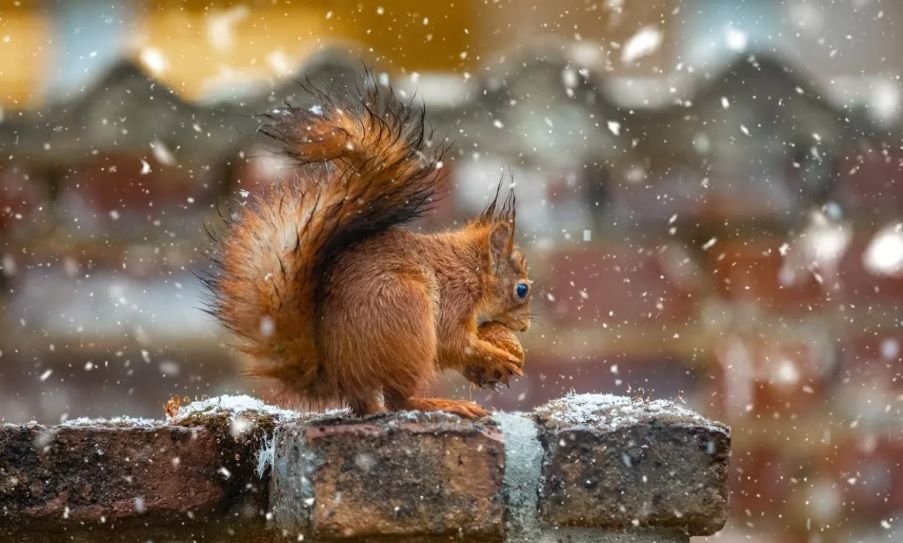 В Украину надвигается южный циклон: о контрастах погоды 8 января рассказала синоптик 