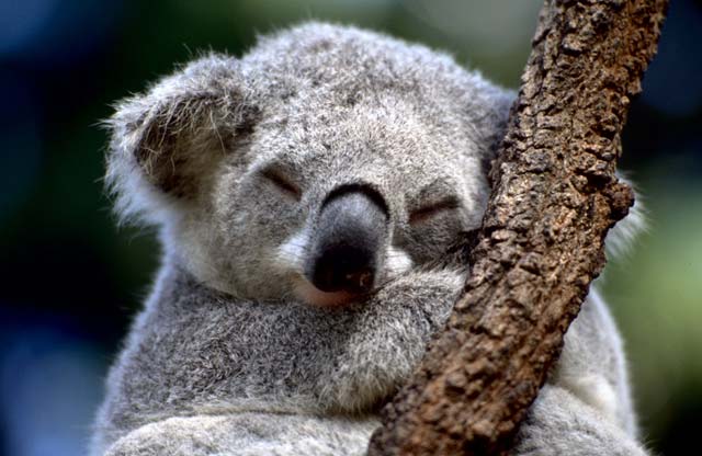 ИноСМИ: Власти Австралии усыпили около 700 коал