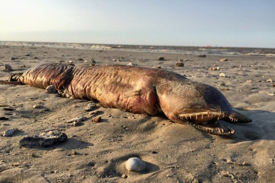 Биологи идентифицировали загадочное зубастое существо с техасского пляжа
