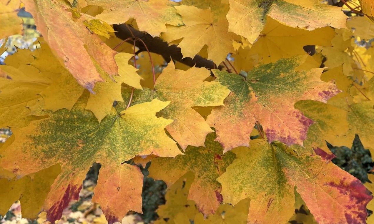 Зимой пока не пахнет: какая погода ждет Украину до конца недели