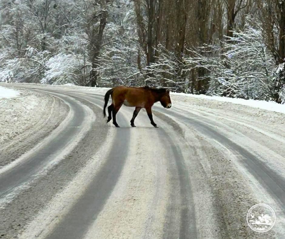 Неожиданные "участники движения": в Чернобыльском заповеднике зафиксировали появление редкого коня