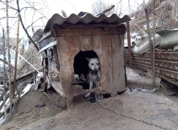 Живодер из Николаева 15 лет убивал собак ради купания в крови животных: в Сети опубликованы ужасающие снимки с места ЧП, кадры не для слабонервных