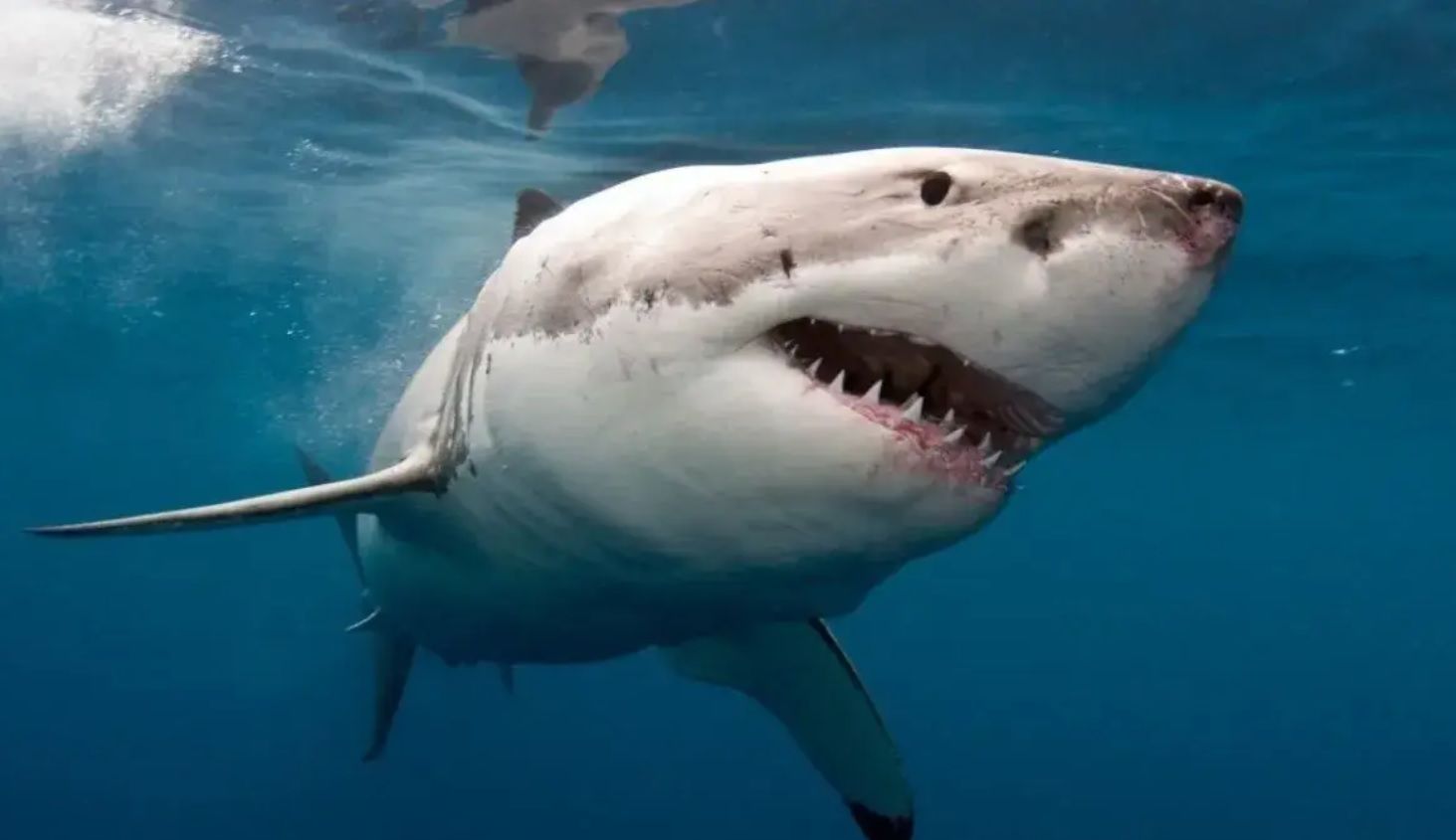 Власти Египта приняли неожиданное решение о судьбе акулы, съевшей россиянина