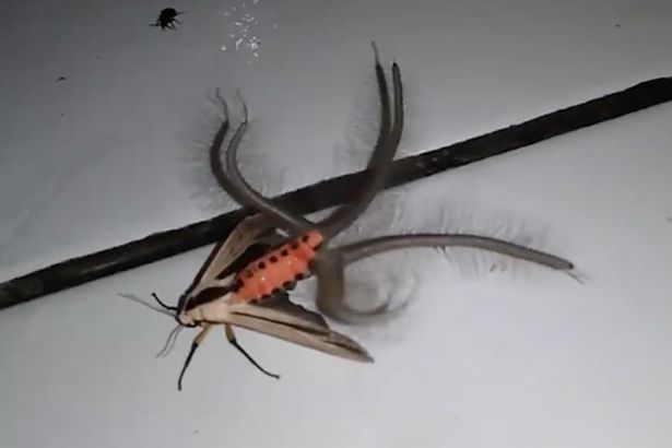 ​Домашний питомец самого Дьявола: в Индонезии на фото запечатлели жуткое насекомое-монстра