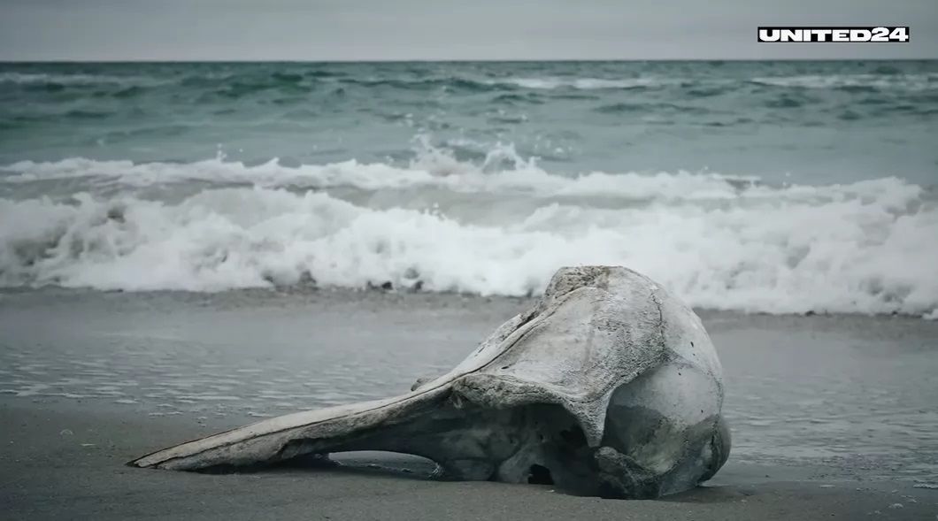 Экоцид из-за войны: тысячи мертвых дельфинов выносит на побережье Черного моря