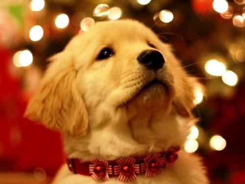 Как сделать год Желтой Собаки счастливым, ярким и удачным: главные приметы, которые гарантируют вам благосклонность талисмана 2018 года