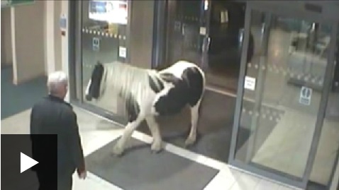 В британский полицейский участок пришел конь 