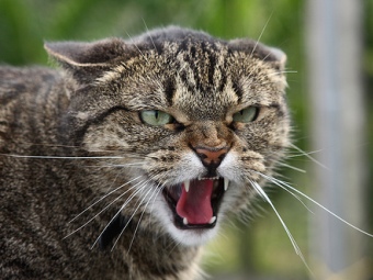 Срочно – Красноармейск: В городе введён карантин