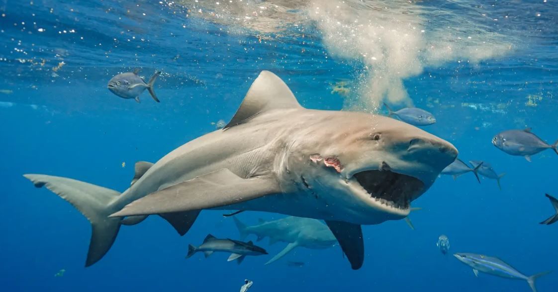 В США заметили необычных акул: хищники ищут кокаин у побережья Флориды