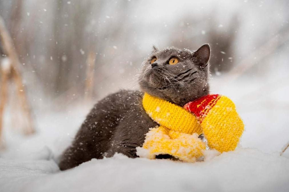 ​В Новый год с морозами: синоптик рассказала о погоде 31 декабря и 1 января