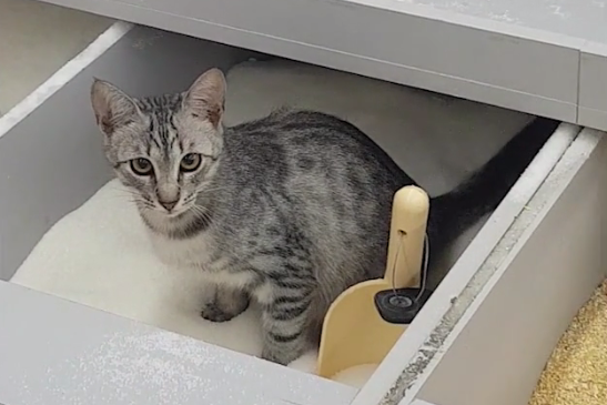 В Сети набирает популярность видео, где котенок оставляет лужицу в весовом сахаре в одном из столичных супермаркетов, – кадры