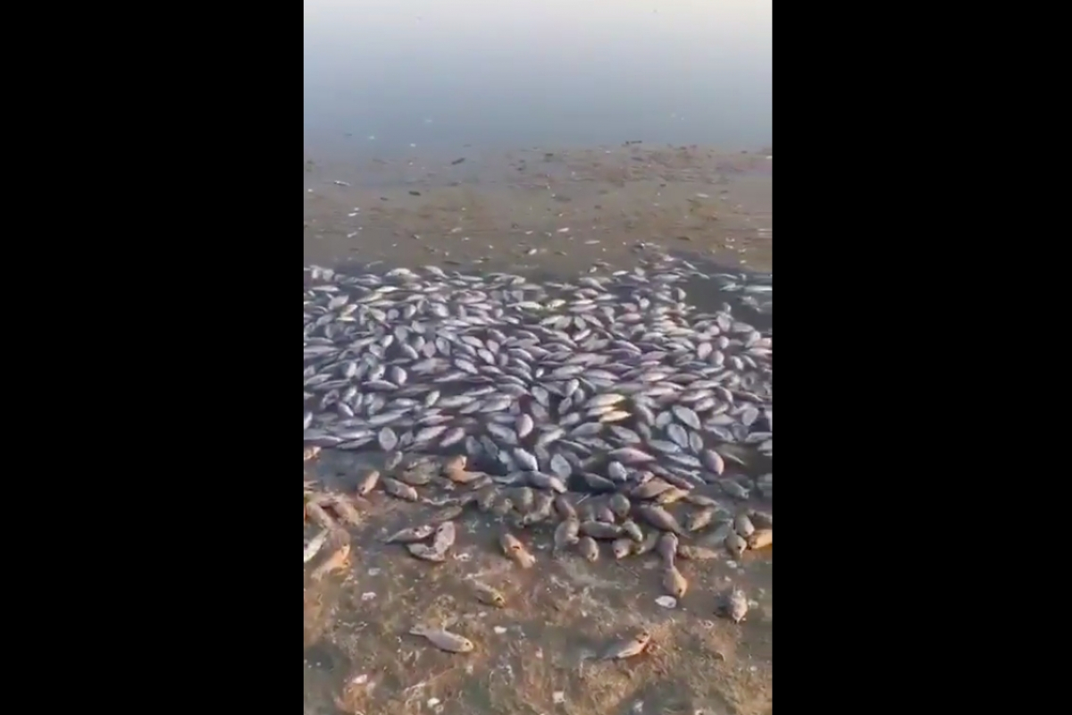 ​Следом за Камчаткой и Норильском экологическое бедствие разразилось в Калмыкии - берег усеян мертвой рыбой