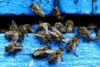 В Калифорнии сожгли около 200000 "неагрессивных пчел" из России и Италии: пасечник оценил убытки в десятки тысяч долларов - СМИ