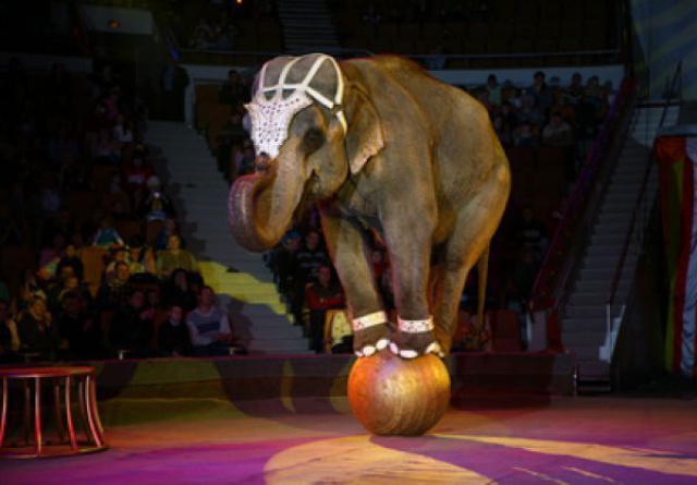СМИ: Слон из немецкого цирка сбежал по неизвестным причинам и убил человека