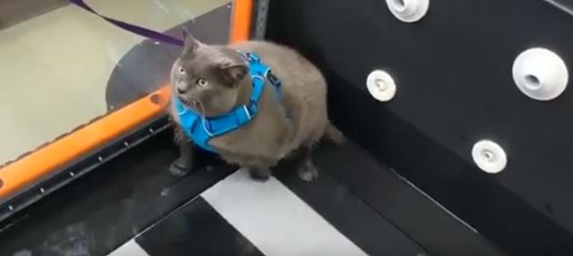 Кошку Шлакоблок привели в спортзал для похудения: видео, что из этого вышло