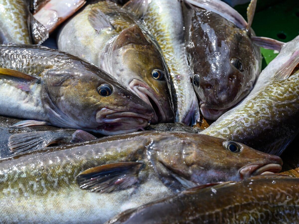 Евросоюз массово скупает санкционный продукт из России – Euroactiv называет колоссальную сумму