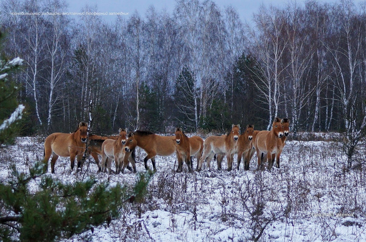 Табун лошадей Пржевальского зафиксировали в Чернобыле: животные поразили своей красотой