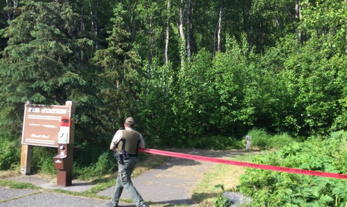 ​На Аляске медведь убил 16-летнего бегуна во время массового забега