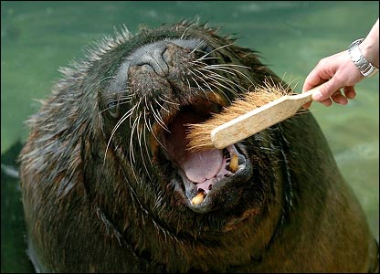 После перенесенной ангины морской лев научился полоскать горло
