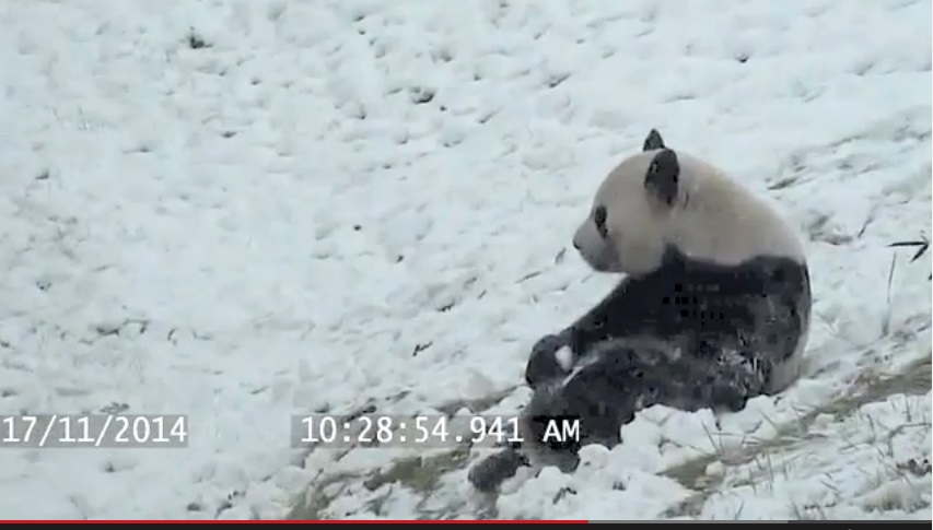 Детская радость животного: панда скатывается со снежной горки