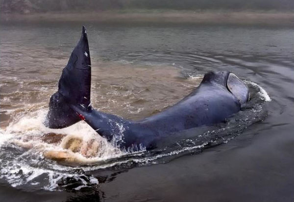 Детенышу кита, застрявшему на мели в Хабаровском крае, чудом удалось уйти живым в море от жестоких сотрудников российского нацпарка