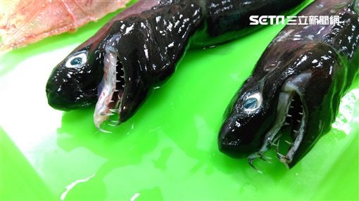 Возле Тайваня рыбаки поймали редчайшую акулу с зубами, как у "Чужого": появились кадры, как выглядит уникальное страшилище