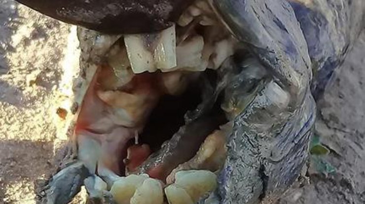 В Аргентине посреди поля обнаружили таинственное существо с зубами человека: монстр может быть опасным - кадры