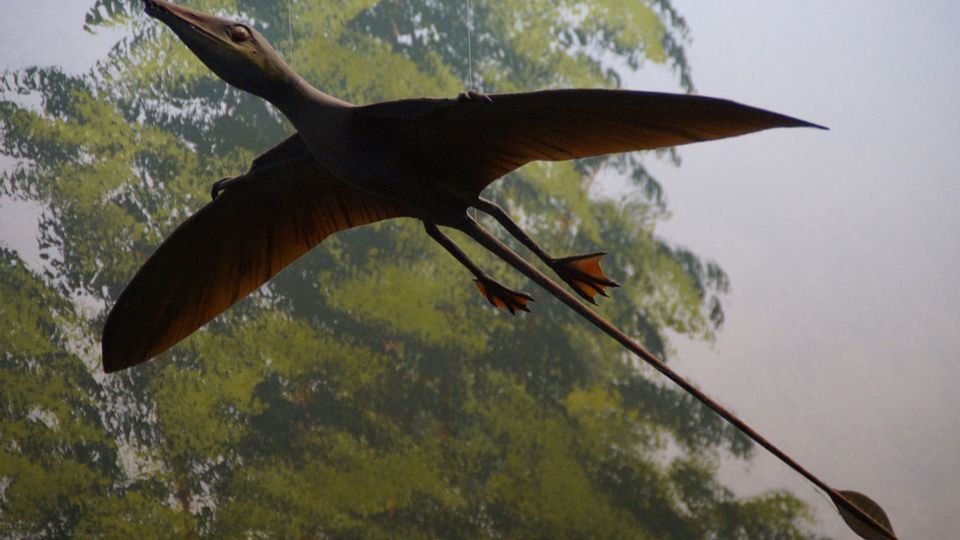Американка увидела полет гигантского доисторического птерозавра 