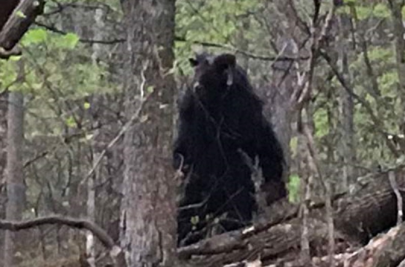 Минотавр не выдумка древних греков: в США удалось сфотографировать мифического монстра – кадры