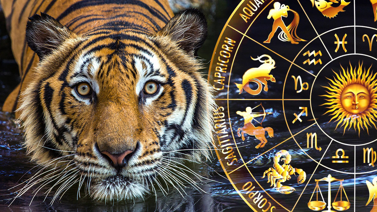 Китайский гороскоп: для кого начало года Черного Тигра окажется удачным во всех отношениях 