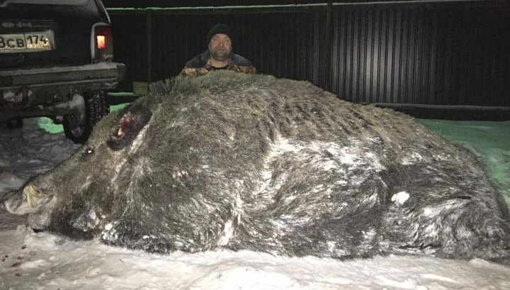 Царская охота: в России охотник завалил кабана весом в 500 кг