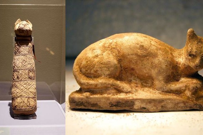 ​Раскрыто содержимое мумии кошки, хранящейся в музее Ренна: ученые в замешательстве