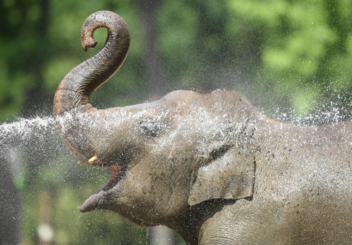 В одном из зоопарков слон показал, как правильно расслабляться в жару 