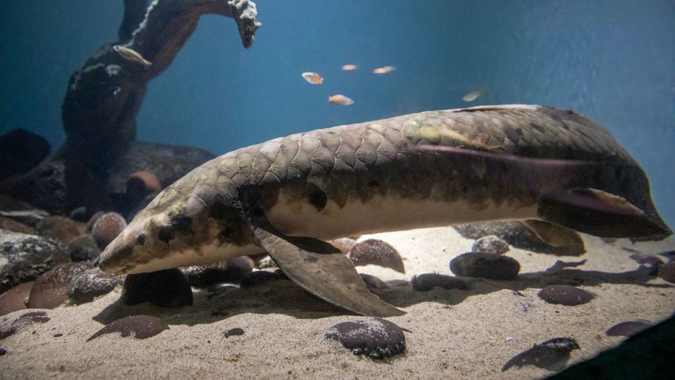 Самая старая аквариумная рыба живет в США: сколько ей лет, и как выглядит Мафусаил 
