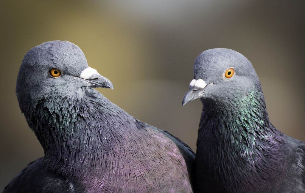 Ученые обнаружили новый способ коммуникации голубей