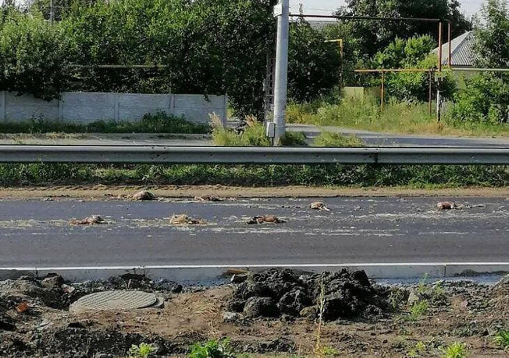 Под Днепром водитель грузовика на ходу растерял на трассе тушки кур: жители задыхаются от вони