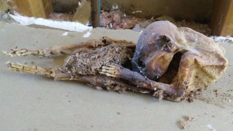 Эльф, чупакабра или большая крыса: это страшное существо было обнаружено при реконструкции здания, непонятные останки ужаснули - кадры