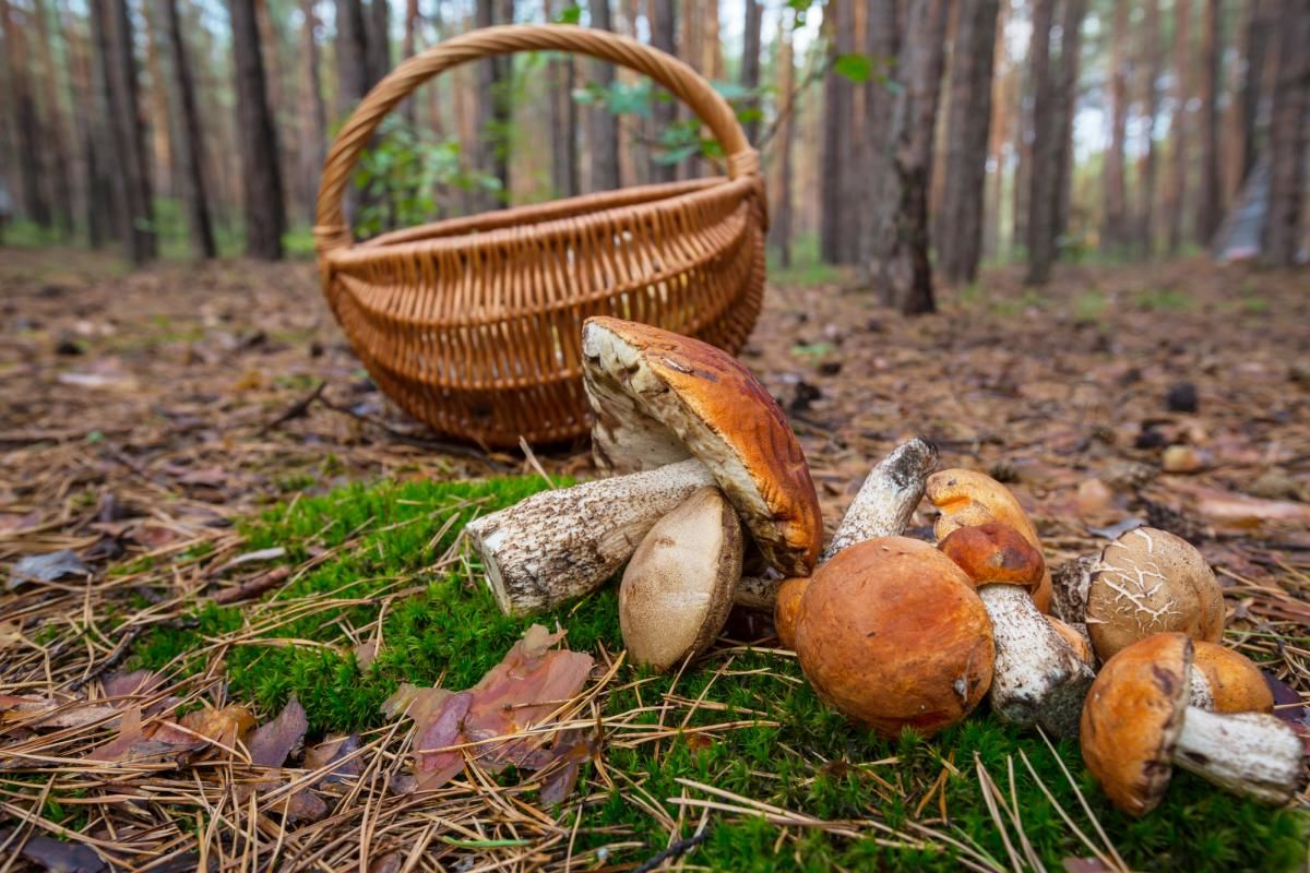 Как распознать отравление грибами: симптомы и первая помощь