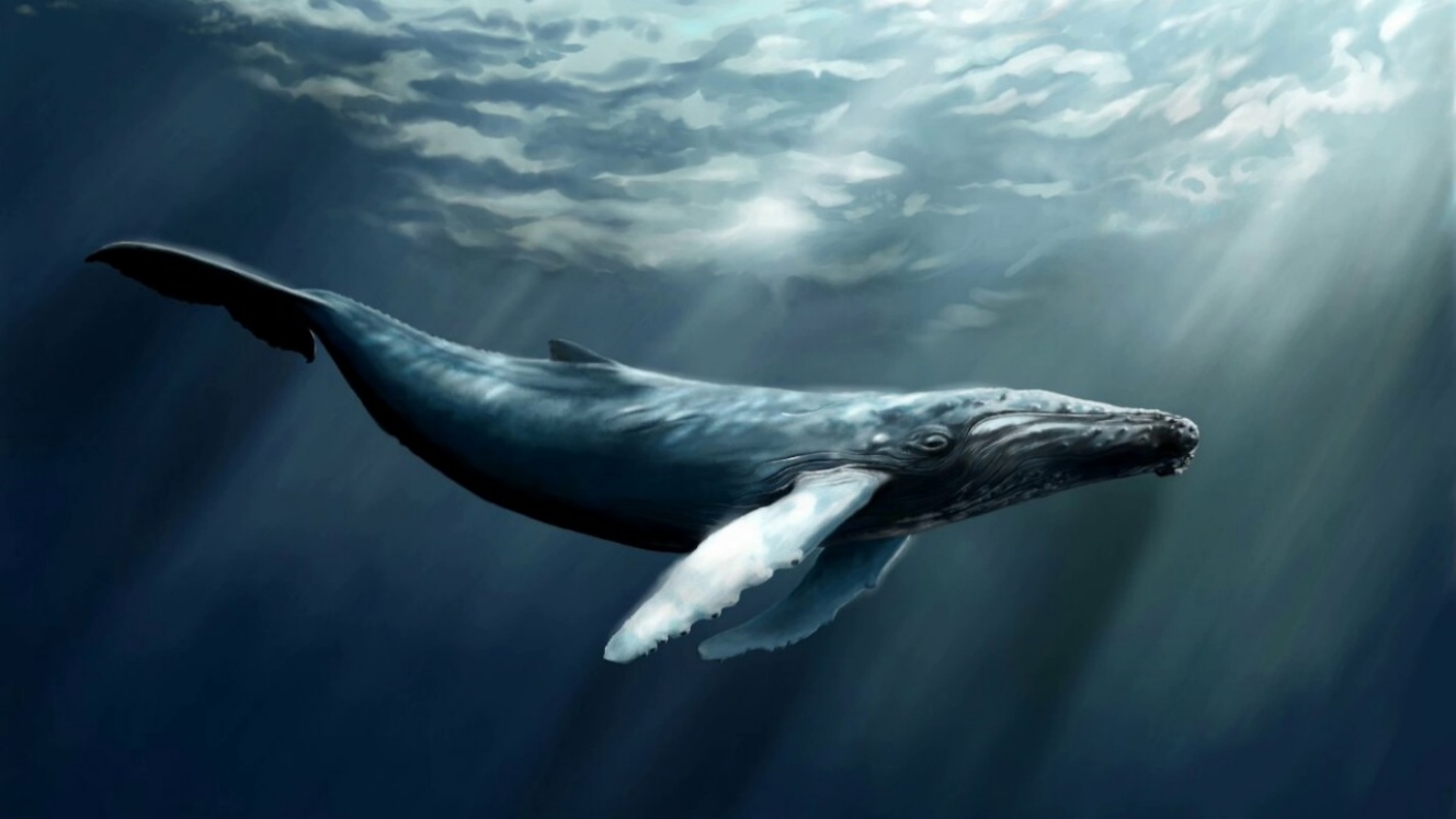 "Армстронги" океанов: ученые выяснили, что полярные киты исполняют джаз