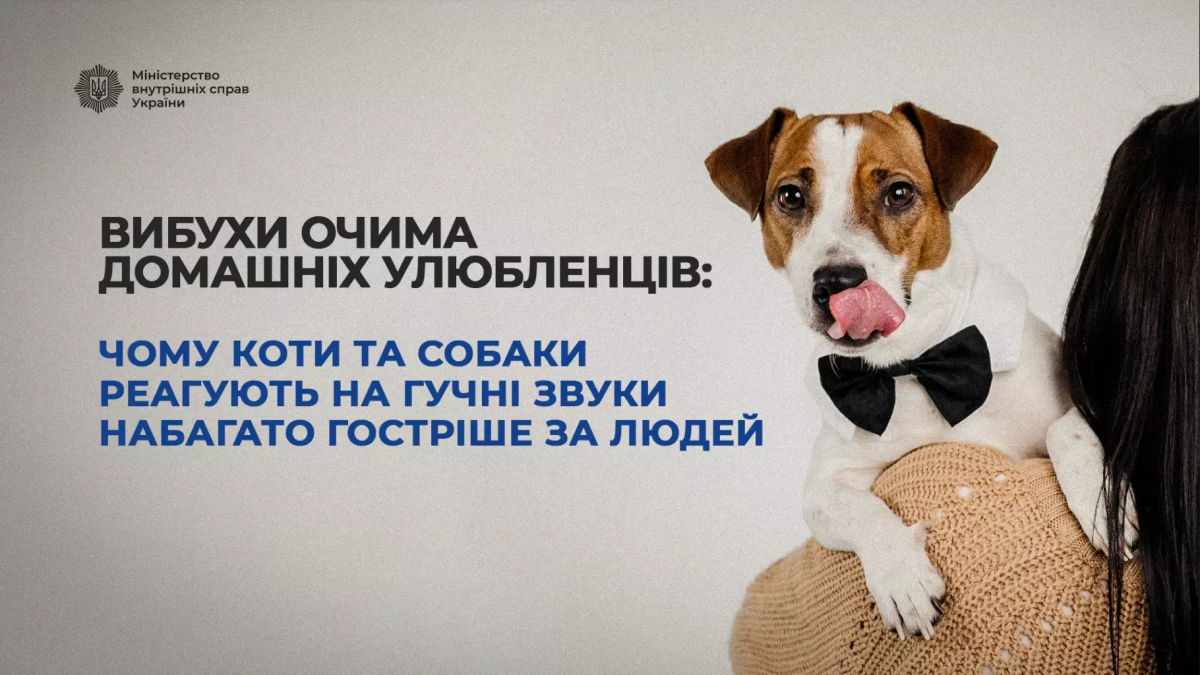 Украинцам рассказали, как помочь домашним животным пережить звуки войны, – кинологи МВД