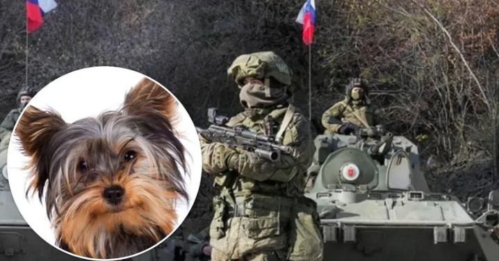 На Харківщині окупанти-живодери знущалися з собаки, вирізавши на носі символ Z
