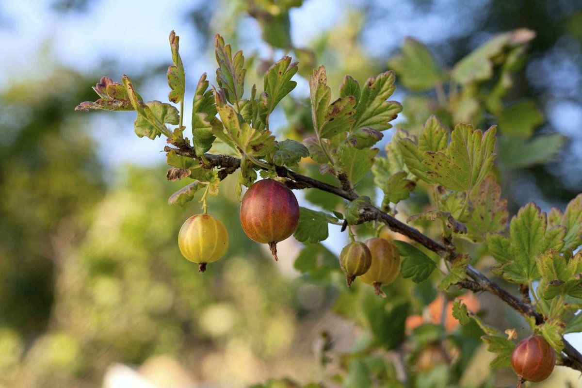 Царская ягода: как сохранить полезные свойства крыжовника зимой