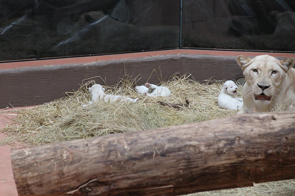 В зоопарке под Киевом родились три белых уникальных львенка