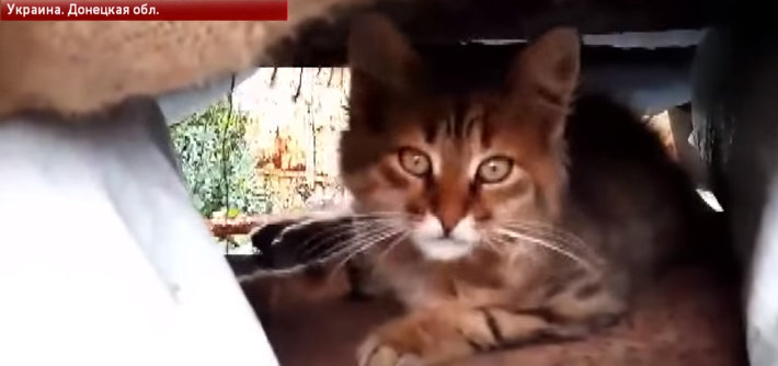 Погибшей кошке Соне, спасшей бойца ВСУ от российского снайпера, установили памятник на Донбассе, - видео