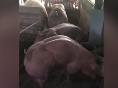 Мускулистые свиньи-мутанты вызвали волну шока в Интернете: камбоджийский фермер ради прибыли разводит чудовищ и продает их семя - кадры
