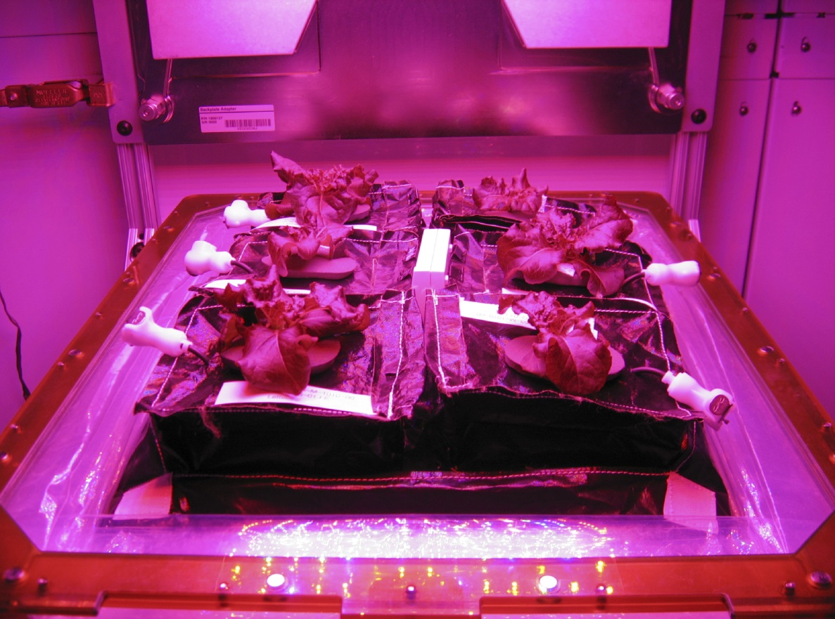 Космический огород: астронавты NASA впервые собрали урожай овощей в космическом пространстве